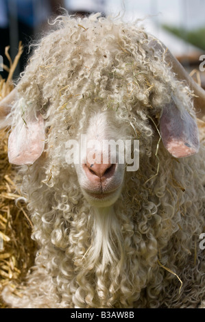 Large Angora goat buck close up Warwickshire Stock Photo