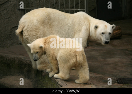 New born polar bear cub with its mum in their enclosure at Schonbrunn Zoo in Vienna, Austria Stock Photo