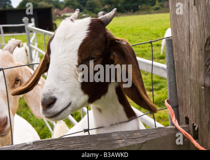 Domestic goat peering over fence. Stock Photo