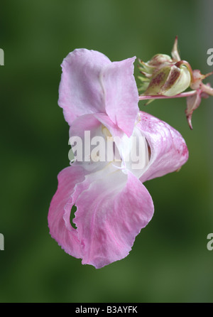 Himalayan or Indian balsam, Impatiens glandulifera, closeup of flower Stock Photo