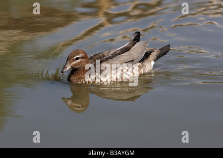 Female maned goose, or Australian wood duck, Chenonetta jubata Stock Photo