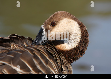 Swan goose, Anser cygnoides Stock Photo