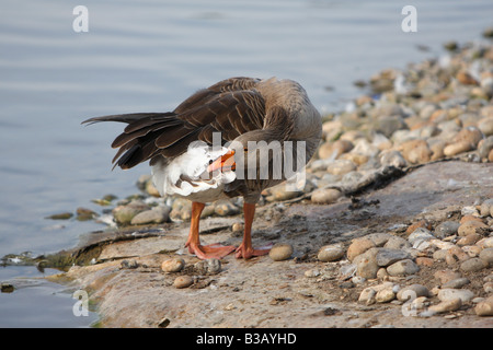 Greylag goose, Anser anser anser Stock Photo