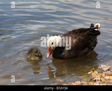 Lesser snow goose, Anser caerulescens caerulescens with gosling Stock Photo