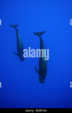 Short finned pilot whales Globicephala macrorhynchus Kailua Kona Hawaii USA Stock Photo