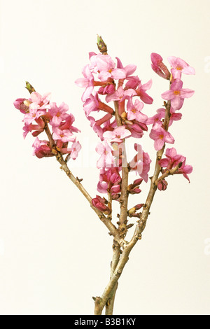 February Daphne, Mezereon (Daphne mezereum), flowering twigs, studio picture Stock Photo