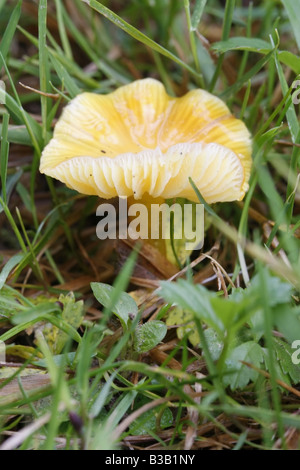 Fairy ring champignon, Marasmius oreades. Stock Photo
