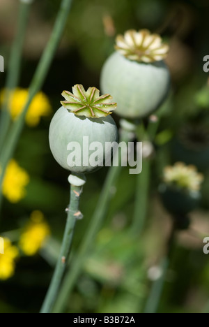 Opium Poppy Seed Heads After Flowering in a Cheshire Garden England United Kingdom Stock Photo