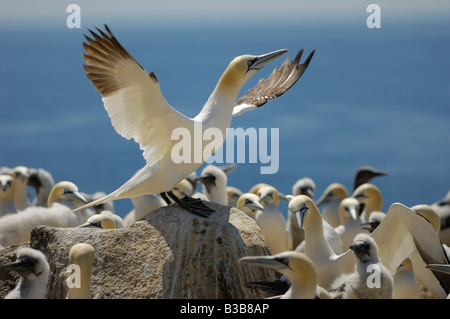 Gannet colony Great Saltee Island Wexford Ireland Stock Photo