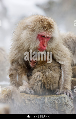 Mother and Young Japanese Macaques, Jigikudani Onsen, Nagano, Japan Stock Photo