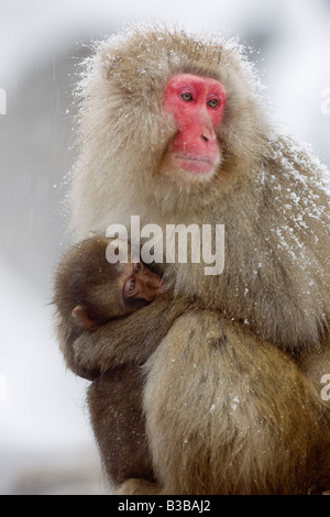 Mother and Young Japanese Macaques, Jigokudani Onsen, Nagano, Japan Stock Photo