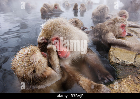 Japanese Macaques Grooming in Jigokudani Onsen, Nagano, Japan Stock Photo