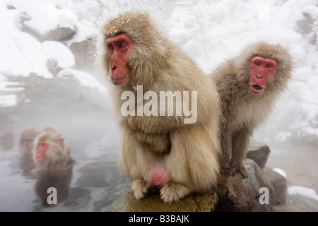 Japanese Macaques in Jigokudani Onsen, Nagano, Japan Stock Photo
