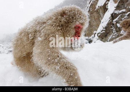 Japanese Macaque Foraging for Food, Jigokudani Onsen, Nagano, Japan Stock Photo
