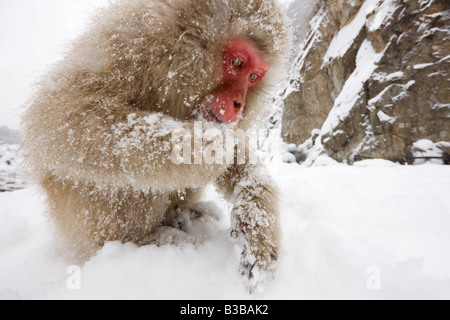 Japanese Macaque Foraging for Food, Jigokudani Onsen, Nagano, Japan Stock Photo