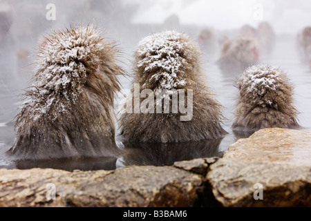 Japanese Macaques in Jigokudani Onsen, Nagano, Japan Stock Photo