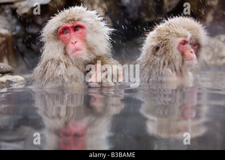 Japanese Macaques in Jigokudani Onsen, Nagano, Japan Stock Photo