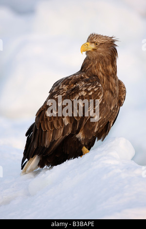 White-tailed Eagle on Ice Floe, Nemuro Channel, Shiretoko Peninsula, Hokkaido, Japan Stock Photo