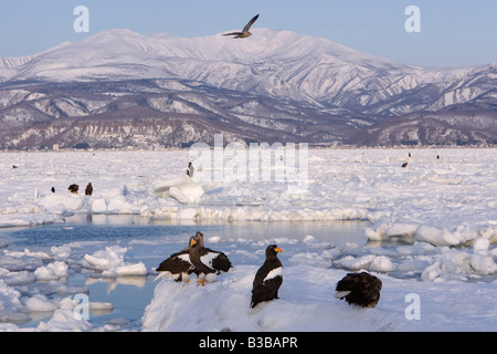 Steller's Sea Eagles on Ice Floe, Nemuro Channel, Shiretoko Peninsula, Hokkaido, Japan Stock Photo