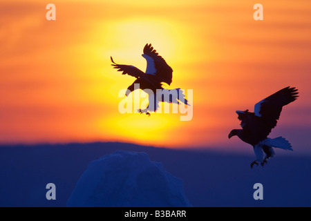 Two Eagles at Sunset Stock Photo