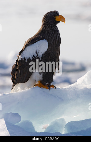 Steller's Sea Eagle on Ice Floe, Nemuro Channel, Shiretoko Peninsula, Hokkaido, Japan Stock Photo