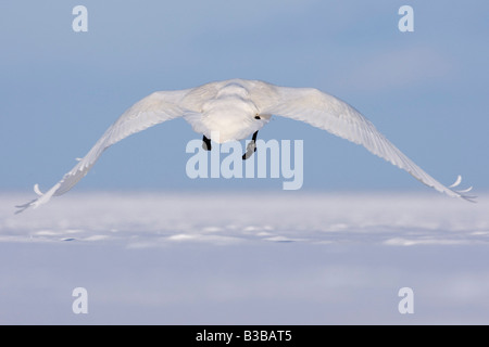 Whooper Swan in Flight, Shiretoko Peninsula, Hokkaido, Japan Stock Photo