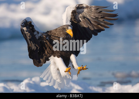 Steller's Sea Eagle, Nemuro Channel, Shiretoko Peninsula, Hokkaido, Japan Stock Photo