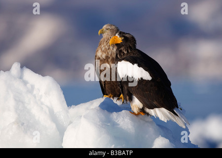 White-tailed Eagle and Steller's Sea Eagle, Nemuro Channel, Shiretoko Peninsula, Hokkaido, Japan Stock Photo