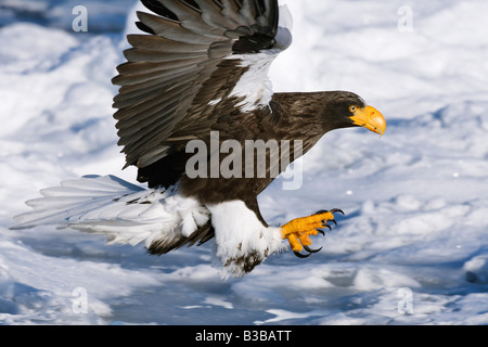 Steller's Sea Eagle, Nemuro Channel, Shiretoko Peninsula, Hokkaido, Japan Stock Photo