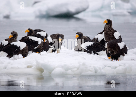 Steller's Sea Eagles on Ice Floe, Nemuro Channel, Shiretoko Peninsula, Hokkaido, Japan Stock Photo