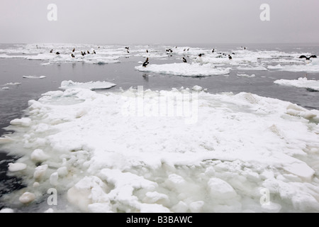 Steller's Sea Eagles on Ice Floes Nemuro Channel, Shiretoko Peninsula, Hokkaido, Japan Stock Photo