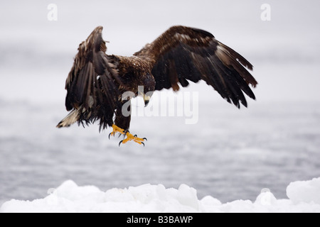 White-tailed Eagle Landing on Ice Floe, Nemuro Channel, Shiretoko Peninsula, Hokkaido, Japan Stock Photo