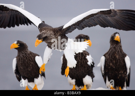 Steller's Sea Eagles, Nemuro Channel, Shiretoko Peninsula, Hokkaido, Japan Stock Photo