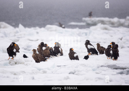 Steller's Sea Eagles on Ice Floe, Nemuro Channel, Shiretoko Peninsula, Hokkaido, Japan Stock Photo