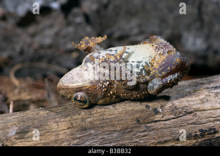 American Toad Playing Dead Bufo americanus NJ Stock Photo