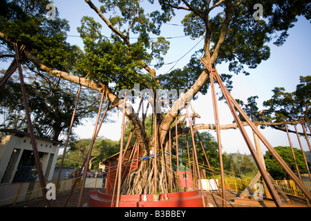 Lam Tsuen Wishing Tree, New Territories, Hong Kong, China Stock Photo