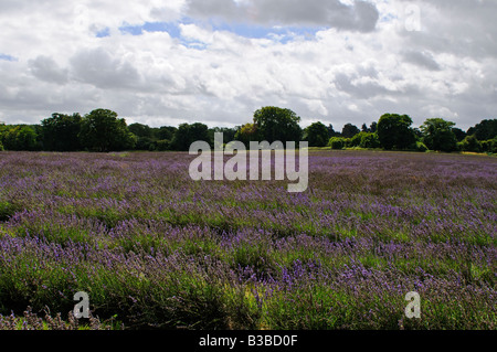 Mayfield Lavender Fields Surrey Lavandula Angustifolia Maillette English lavender Stock Photo