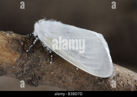 White Satin Moth - Leucoma salicis Stock Photo