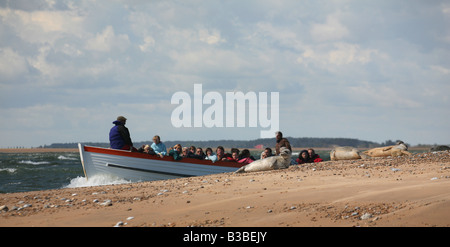 Tourists look at Common Seals basking in the sun at Cromer off the Norfolk Coast UK Local Caption www.georgeimpeyphotographer.co Stock Photo