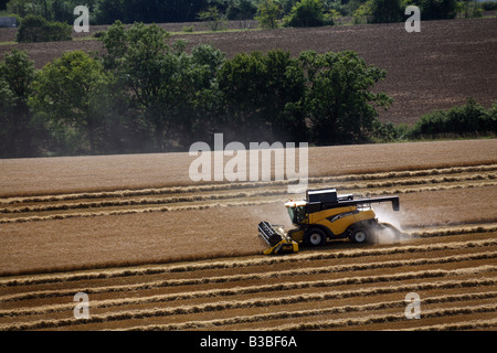 New Holland Combine Harvester harvests wheat crops for food production in Glemsford outisde Bury St Edmunds in Suffolk UK Stock Photo