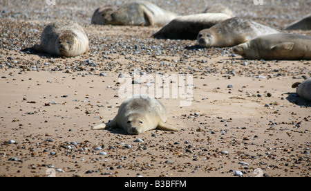 Common Seal basking in the sun at Cromer off the Norfolk Coast UK Local Caption www.georgeimpeyphotographer.co.uk Stock Photo