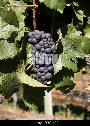 Pinot noir grapes growing on a grapevine at Chard Farm vineyard and winery, Central Otago, New Zealand Stock Photo