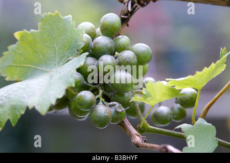 Wild Grapes growing in an English garden Stock Photo