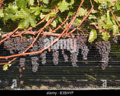 Bunches of ripe cabernet sauvignon red wine grapes growing on  vines grapevines at Black Barn vineyard Hawkes Bay New Zealand Stock Photo