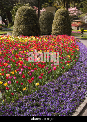 Masses of tulips in a bed edged with purple pansies and topiary trees Stock Photo