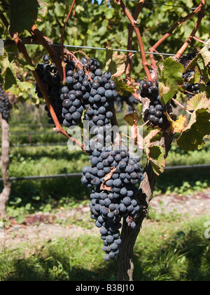Bunches of red wine Cabernet sauvignon grapes growing on vines grapevines in Hawkes Bay New Zealand Stock Photo