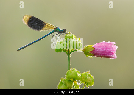 Banded Demoiselle Calopteryx splendens male perched on flower dew covered Zug Switzerland Stock Photo