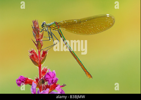 Banded Demoiselle (Calopteryx splendens), female perched on flower dew covered, Zug, Switzerland Stock Photo