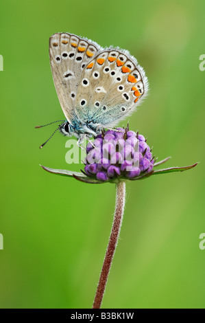 Common Blue Polyommatus icarus adult perched on flower Switzerland Stock Photo