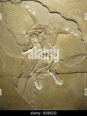 Berlin Archaeopteryx in the Humboldt Museum fur Naturkunde in Berlin, Germany Stock Photo